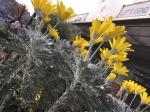 春がすぐそこまで来てますね♪｜「ふくおかフラワー」　（福岡県福岡市城南区の花キューピット加盟店 花屋）のブログ